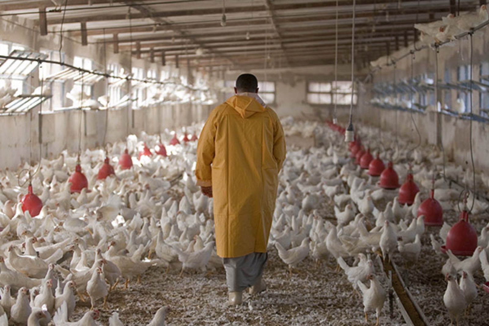 Brooder house — farming starts on day one